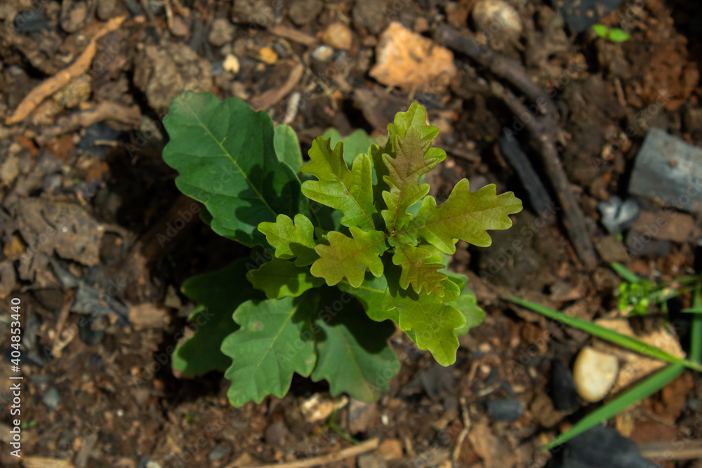 sprout in the ground sprout in the ground