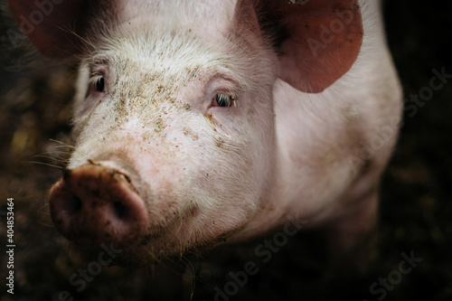 close up of pig