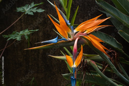 bird of paradise flower