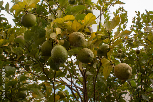 lemons on a tree