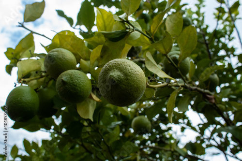 lemons on tree