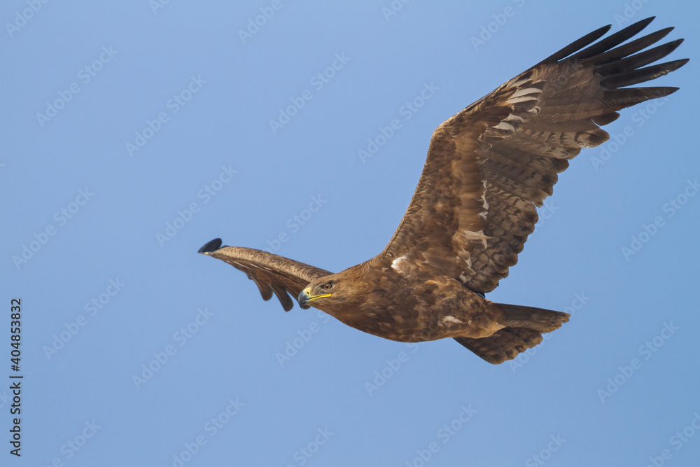 Obraz premium Steppe Eagle; Aquila Nipalensis