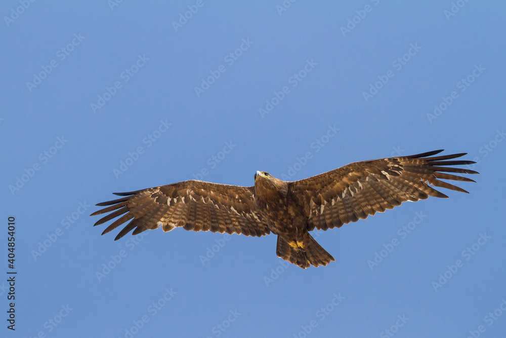 Obraz premium Steppe Eagle; Aquila Nipalensis