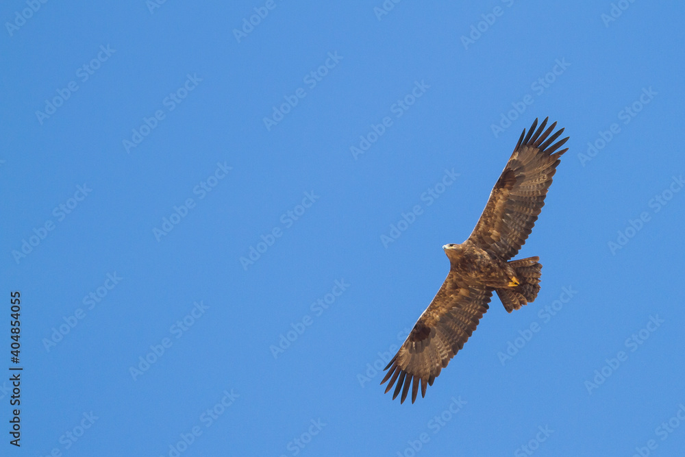 Fototapeta premium Steppe Eagle; Aquila Nipalensis