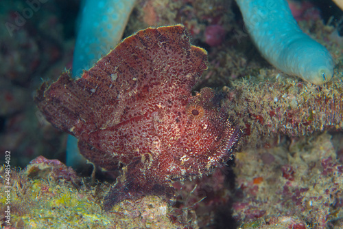 Redish balck leaf scorpionfish - Taenianotus triacanthus photo