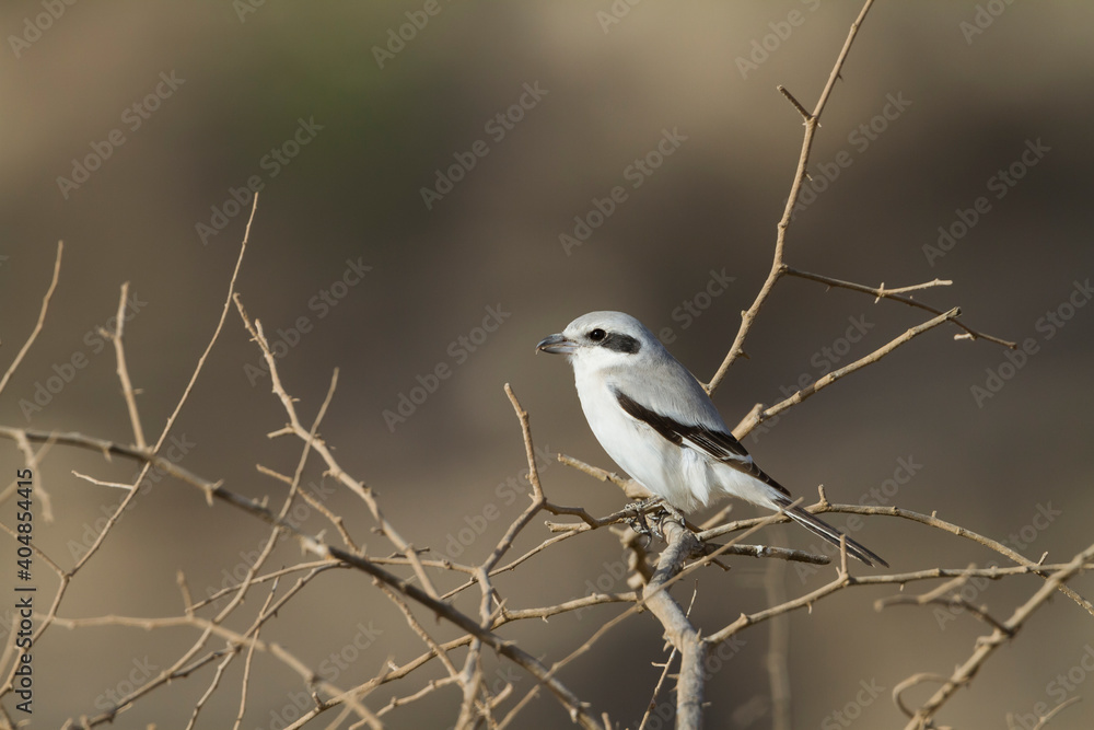Steppe Grey Shrike; Lanius excubitor ssp. pallidirostris Steppe Grey Shrike; Lanius excubitor ssp. pallidirostris