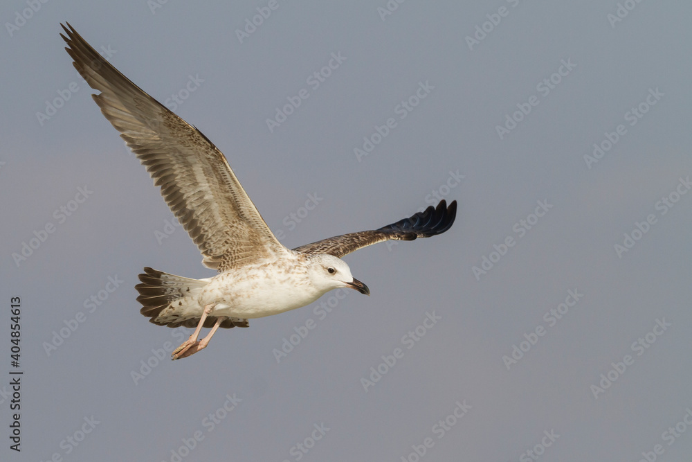 Steppemeeuw, Steppe Gull, Larus barabensis Steppemeeuw, Steppe Gull, Larus barabensis