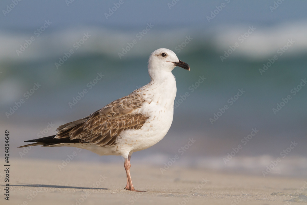 Steppemeeuw, Steppe Gull, Larus barabensis Steppemeeuw, Steppe Gull, Larus barabensis
