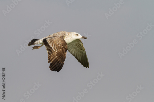 Photos Steppemeeuw, Steppe Gull, Larus barabensis