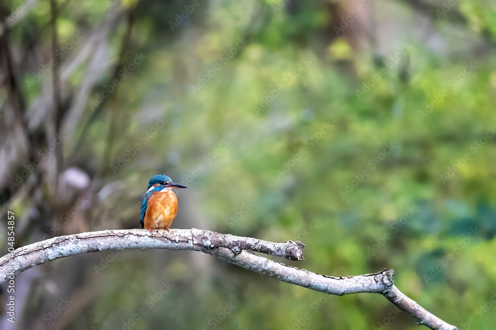Adult female kingfisher, alcedo atthis, perched on a branch by a river in Hampshire, UK Adult female kingfisher, alcedo atthis, perched on a branch by a river in Hampshire, UK