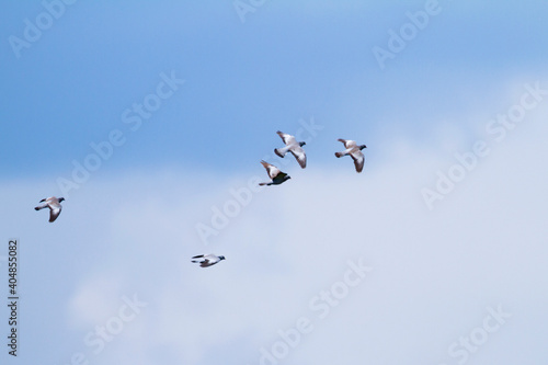 Stock Dove, Holenduif, Columba oenas ssp. oenas photo