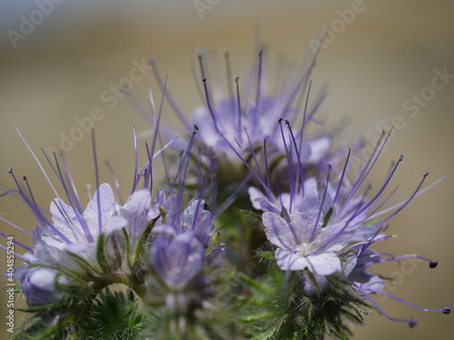 Bienenblüte Phazelia photo