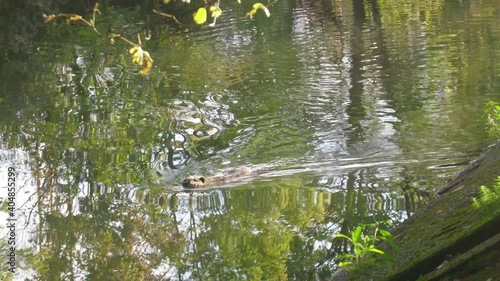 Nutria on the Bank of the canal.
 photo