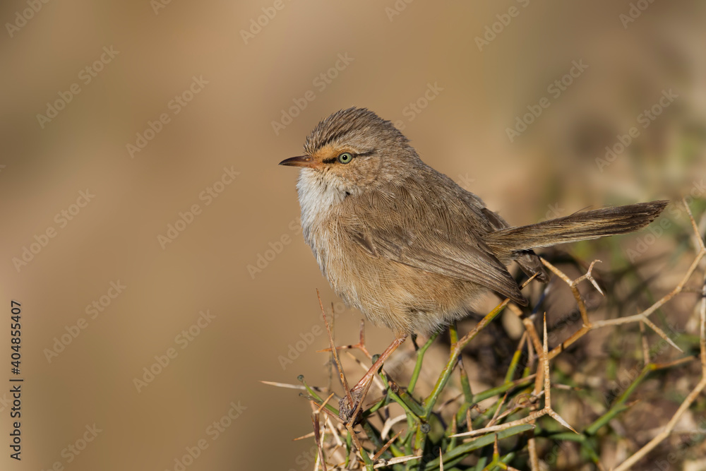 Streaked Scrub-warbler, Scotocerca inquieta saharae Streaked Scrub-warbler, Scotocerca inquieta saharae