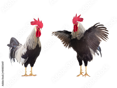  gray roosters isolated on white background