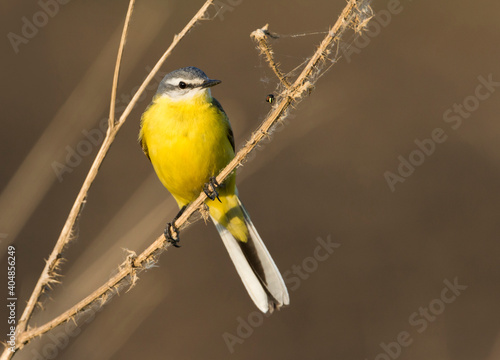 Sykes's Gele Kwikstaart, Sykes's Yellow Wagtail, Motacilla flava beema photo