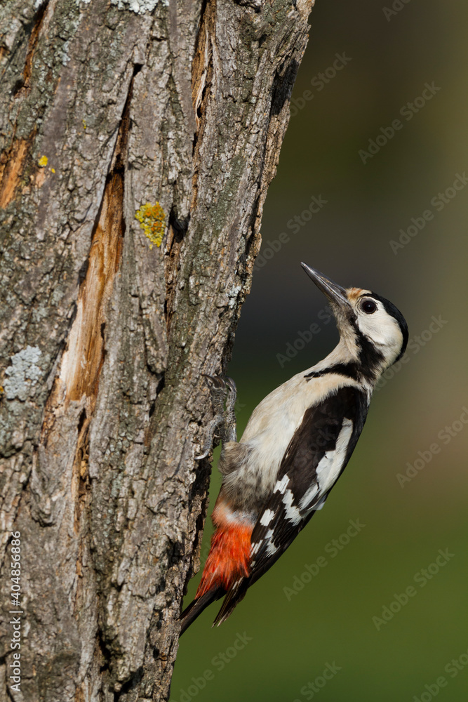 Syrische Bonte Specht, Syrian Woodpecker, Dendrocopos syriacus Syrische Bonte Specht, Syrian Woodpecker, Dendrocopos syriacus