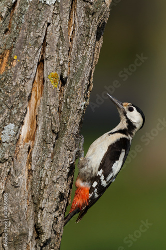 Syrische Bonte Specht, Syrian Woodpecker, Dendrocopos syriacus