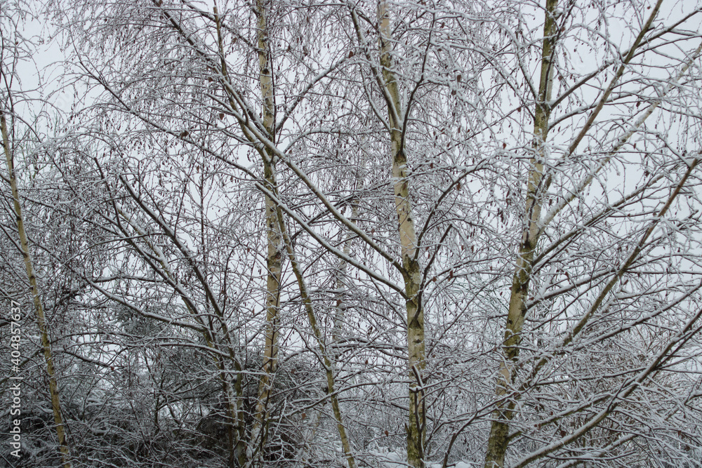 Schneefall im Garten mit Birken Schneefall im Garten mit Birken