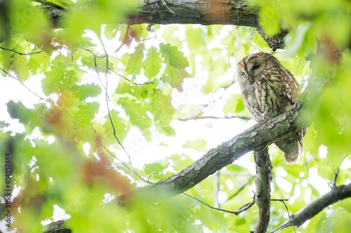 Bosuil, Tawny Owl, Strix aluco photo