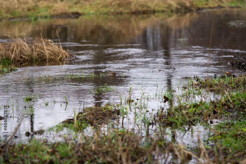 overflowing puddles in the wild forest, winter overflowing puddles in the wild forest, winter