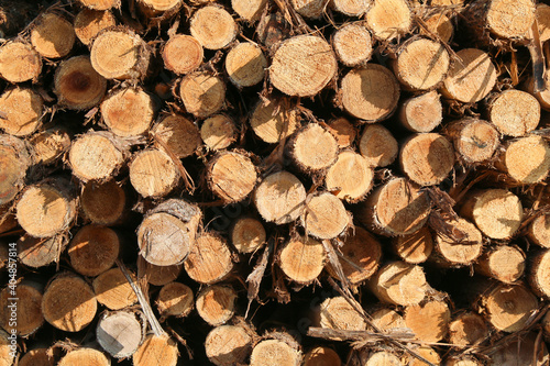 close up view of a stack pile of freshly cut trees with natural light and shadows