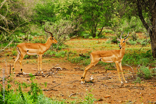 Two male Impalas with horns in the pasture in Kruger National park in South Africa