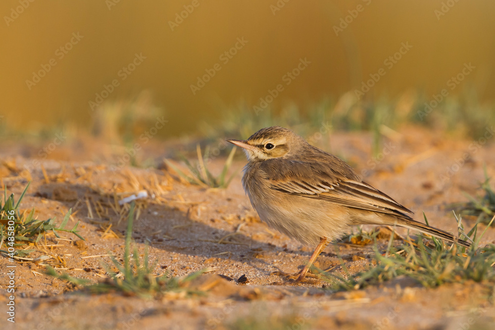 Duinpieper, Tawny Pipit, Anthus campestris Duinpieper, Tawny Pipit, Anthus campestris