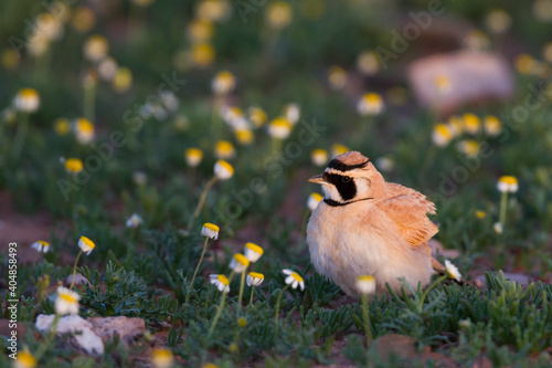 Temmincks Strandleeuwerik, Temminck's Lark, Eremophila bilopha photo