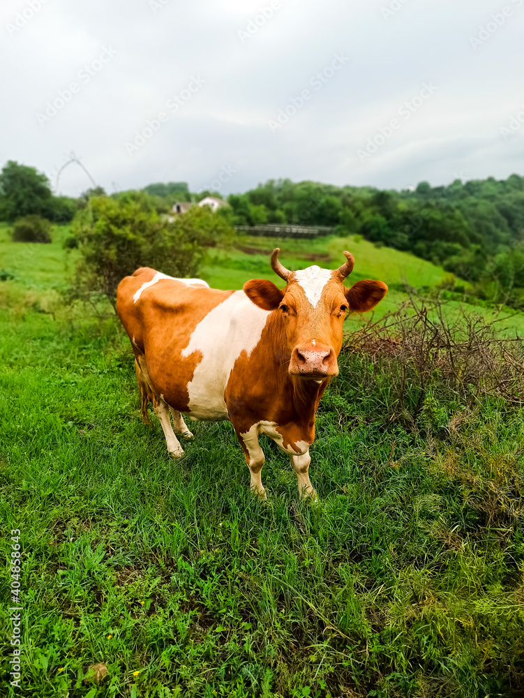 Brown cow with white spots, beautiful farm animal grazing on a green meadow.