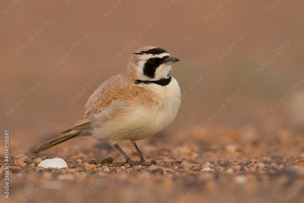 Obraz premium Temmincks Strandleeuwerik, Temminck's Lark, Eremophila bilopha