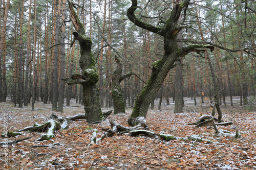 old oak tree in forest