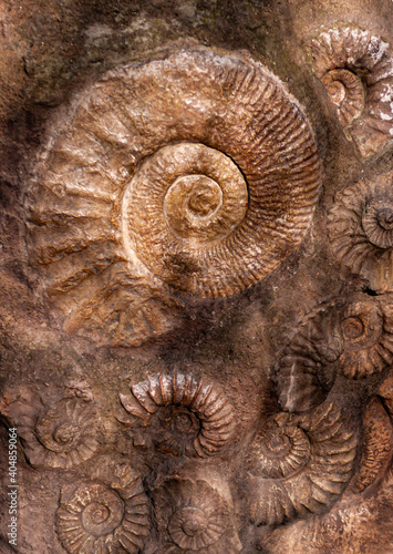 Ammonite fossils on the surface of the stone