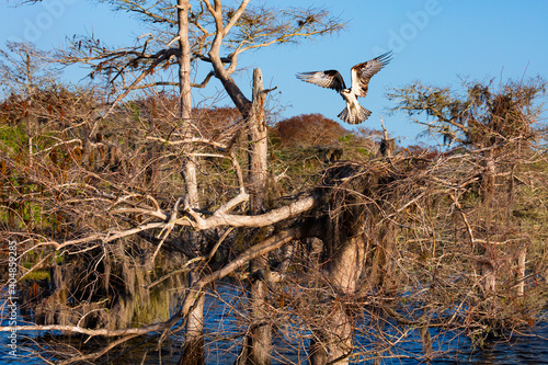 OSPREY - AGUILA PESCADORA  Pandion haliaetus  also called sea hawk  river hawk  and fish hawk  Florida  Usa  Am  rica
