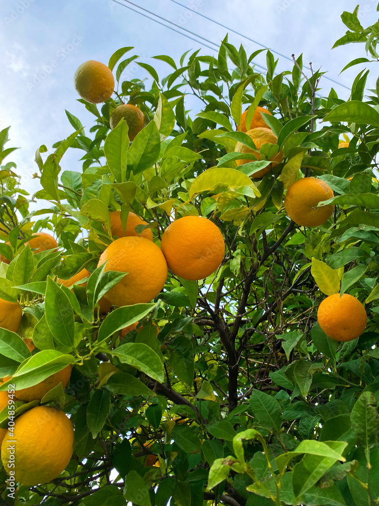 Orange tree with ripe fruit. Lots of fresh oranges and green leaves. Vertical mobile photo