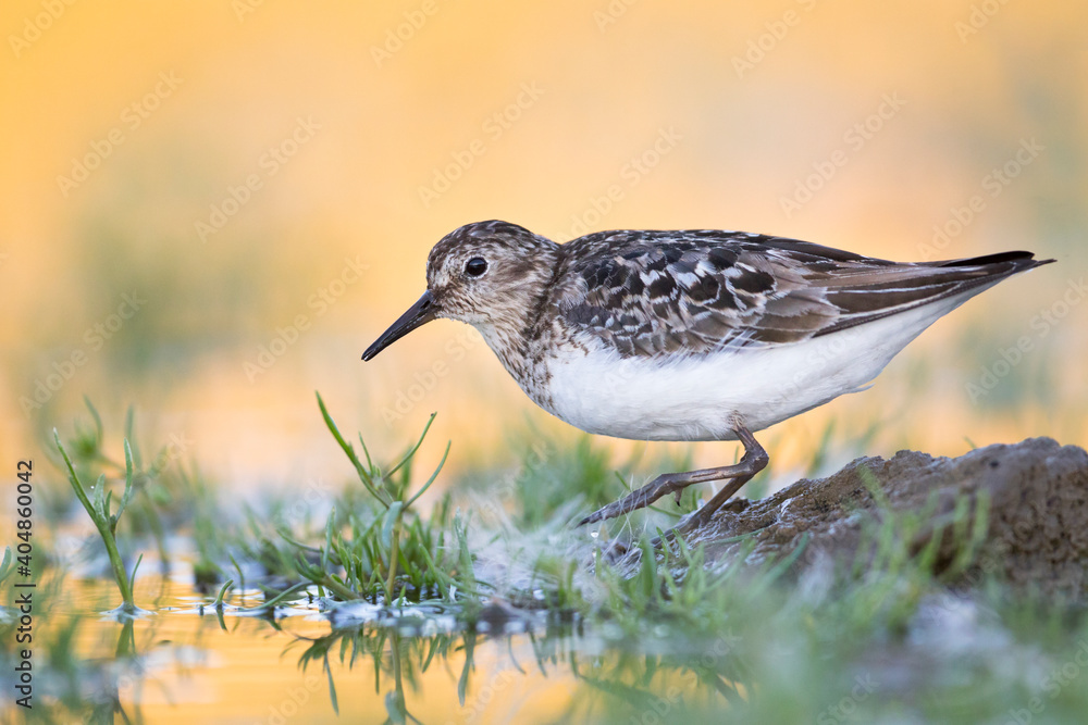 Ταπετσαρία Temmincks Strandloper, Temminck's Stint, Calidris temminckii