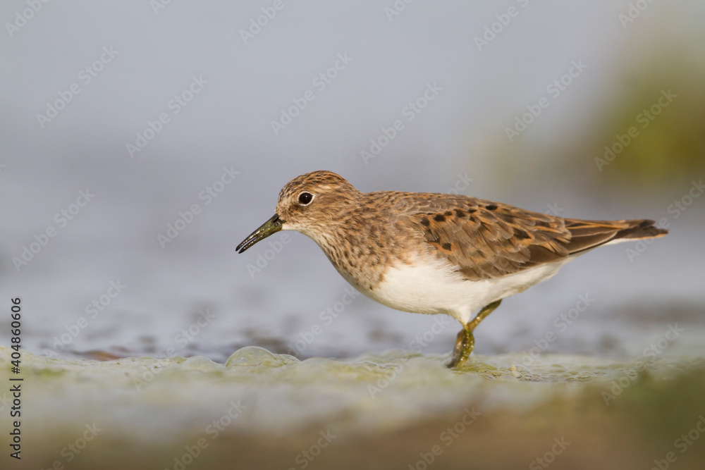 Temmincks Strandloper, Temminck's Stint, Calidris temminckii Temmincks Strandloper, Temminck's Stint, Calidris temminckii