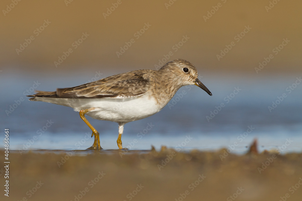 Temmincks Strandloper, Temminck's Stint, Calidris temminckii Temmincks Strandloper, Temminck's Stint, Calidris temminckii