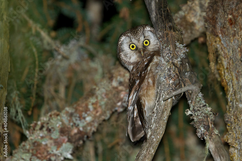 Ruigpootuil, Tengalm's Owl, Aegolius funereus photo