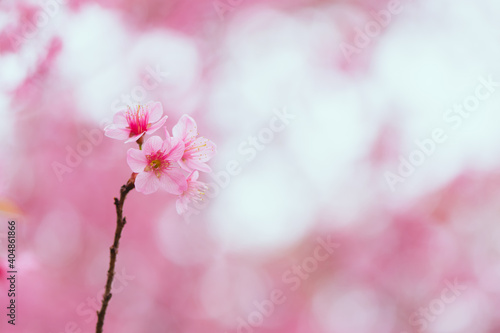 Soft focus Cherry Blossom or Sakura flower on white background with nature sun light, Pink flowers. © GAYSORN