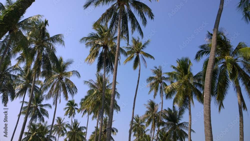 View on palms. A picture shows several palms. View on palms. A picture shows several palms.