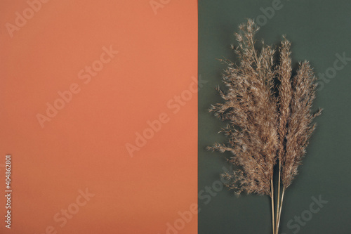 Top view of Pampas dry grass over terracotta red and green background with copy space. Earth trendy  colours concept.