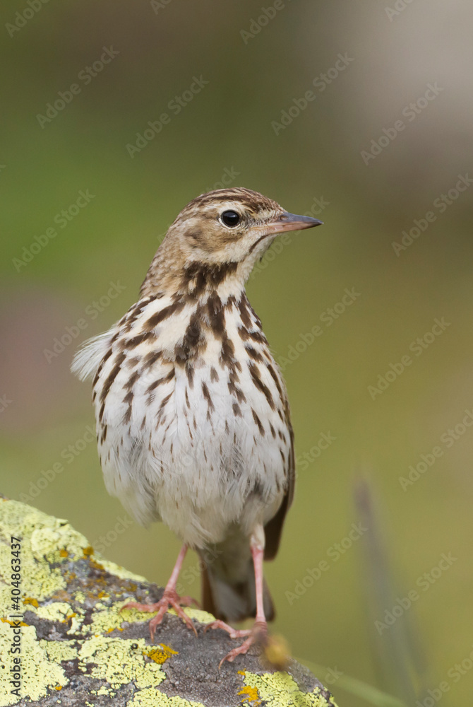 Boompieper, Tree Pipit, Anthus trivialis Boompieper, Tree Pipit, Anthus trivialis