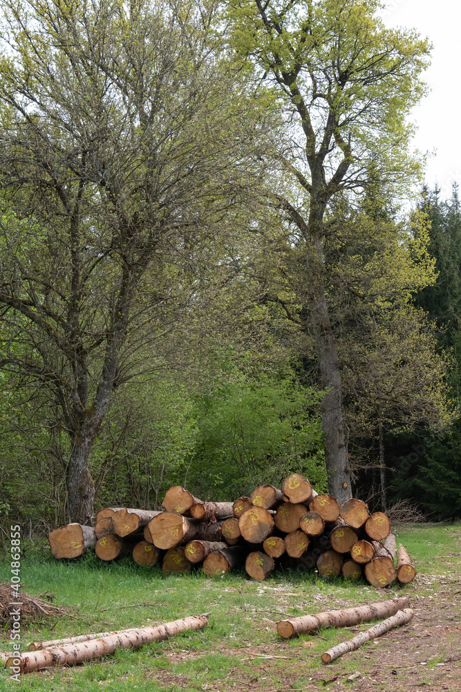 Fortwirtschaft: Auf einer Waldlichtung liegen ein paar Baumstämme Holz zur Weiterverarbeitung Fortwirtschaft: Auf einer Waldlichtung liegen ein paar Baumstämme Holz zur Weiterverarbeitung