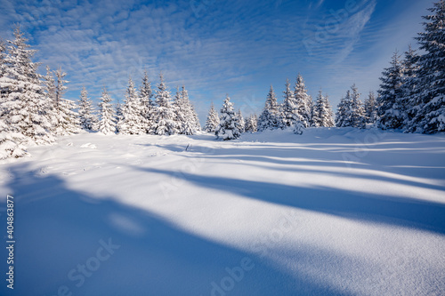 Fantastic winter landscape with spruces covered in snow in frosty day.