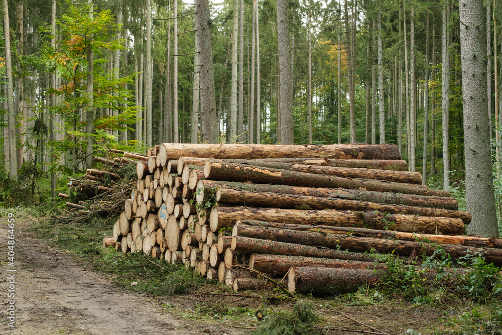 Frisch geerntete Baumstämme liegen neben einem Weg im Wald (Holzwirtschaft / Fortwirtschaft)