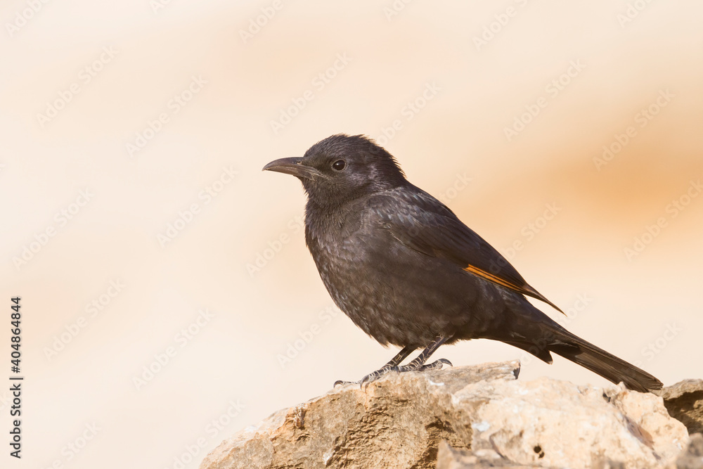 Tristram's Starling; Onychognathus tristramii; Tristram's Starling; Onychognathus tristramii;