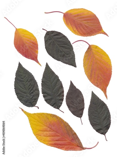 arrangement of multicolor leaves isolated close up