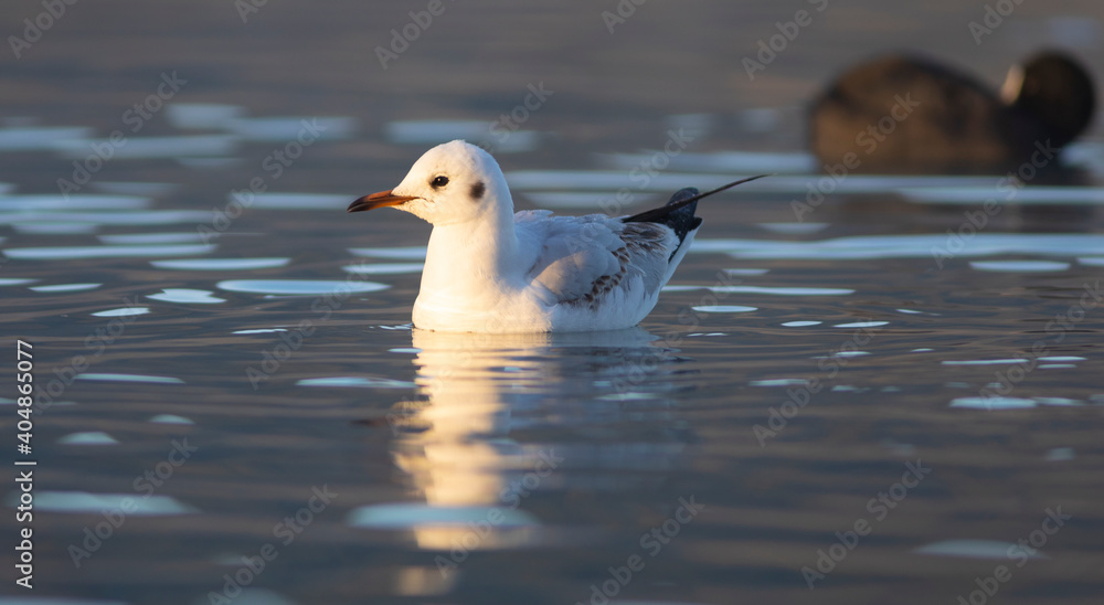 Gaviota Común o Reidora (Chroicocephalus ridibundus) nadando en el Lago de Bañolas (Estany de Banyoles) al amanecer. Girona, Catalunya, España, Europa. Gaviota Común o Reidora (Chroicocephalus ridibundus) nadando en el Lago de Bañolas (Estany de Banyoles) al amanecer. Girona, Catalunya, España, Europa.