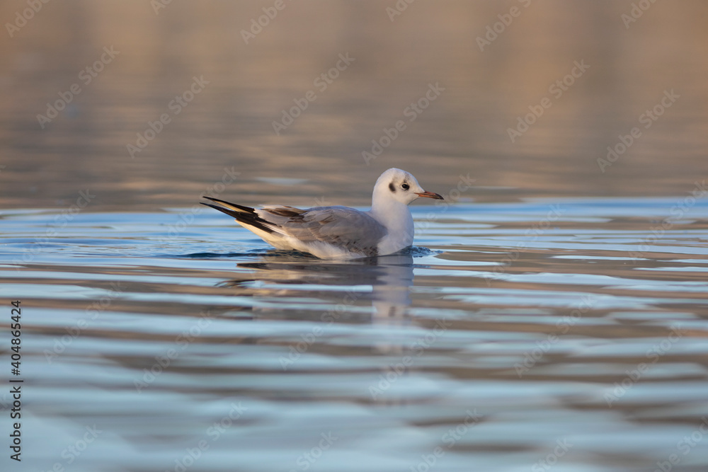 Gaviota Común o Reidora (Chroicocephalus ridibundus) nadando en el Lago de Bañolas (Estany de Banyoles) al amanecer. Girona, Catalunya, España, Europa. Gaviota Común o Reidora (Chroicocephalus ridibundus) nadando en el Lago de Bañolas (Estany de Banyoles) al amanecer. Girona, Catalunya, España, Europa.